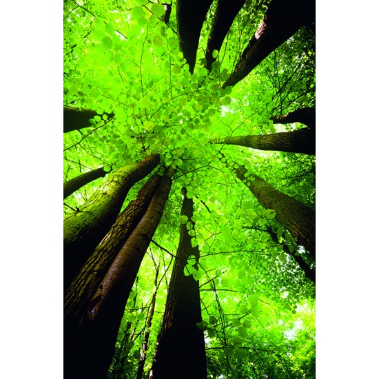 Calendar de perete green- CPGR
